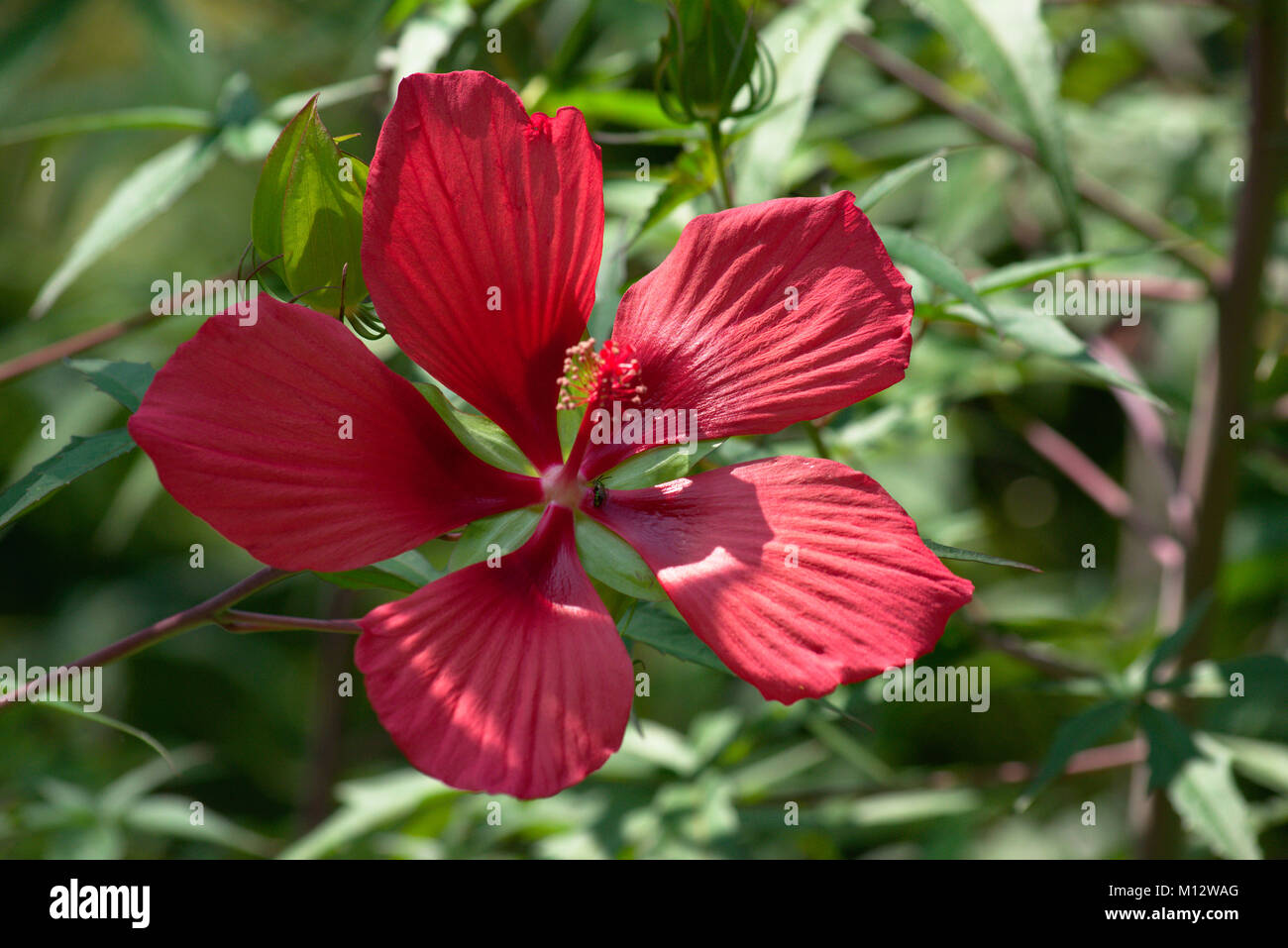 Scarlet Hibiscus Stock Photo