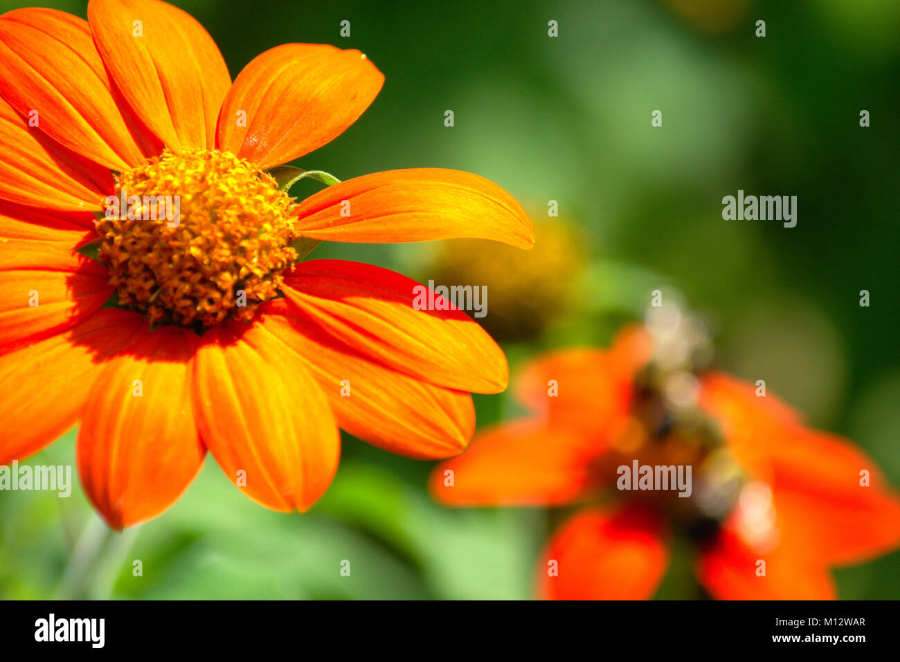 Yellow mexican sunflowers hires stock photography and images Alamy