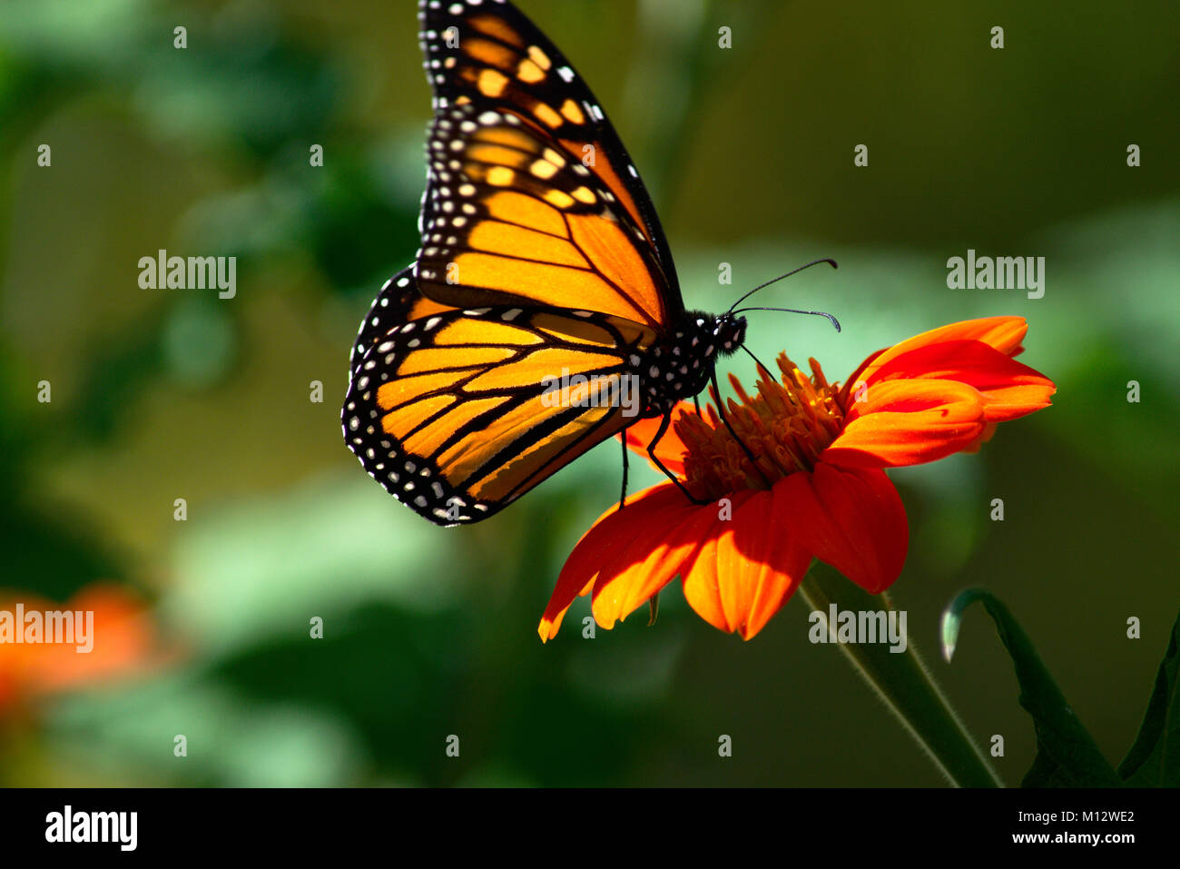 Monarch Butterfly on Mexican Sunflower Stock Photo