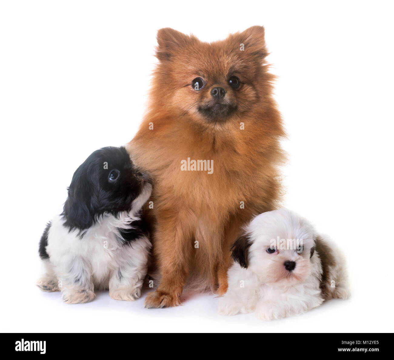 Pomeranian Shih Tzu High Resolution Stock Photography And Images Alamy