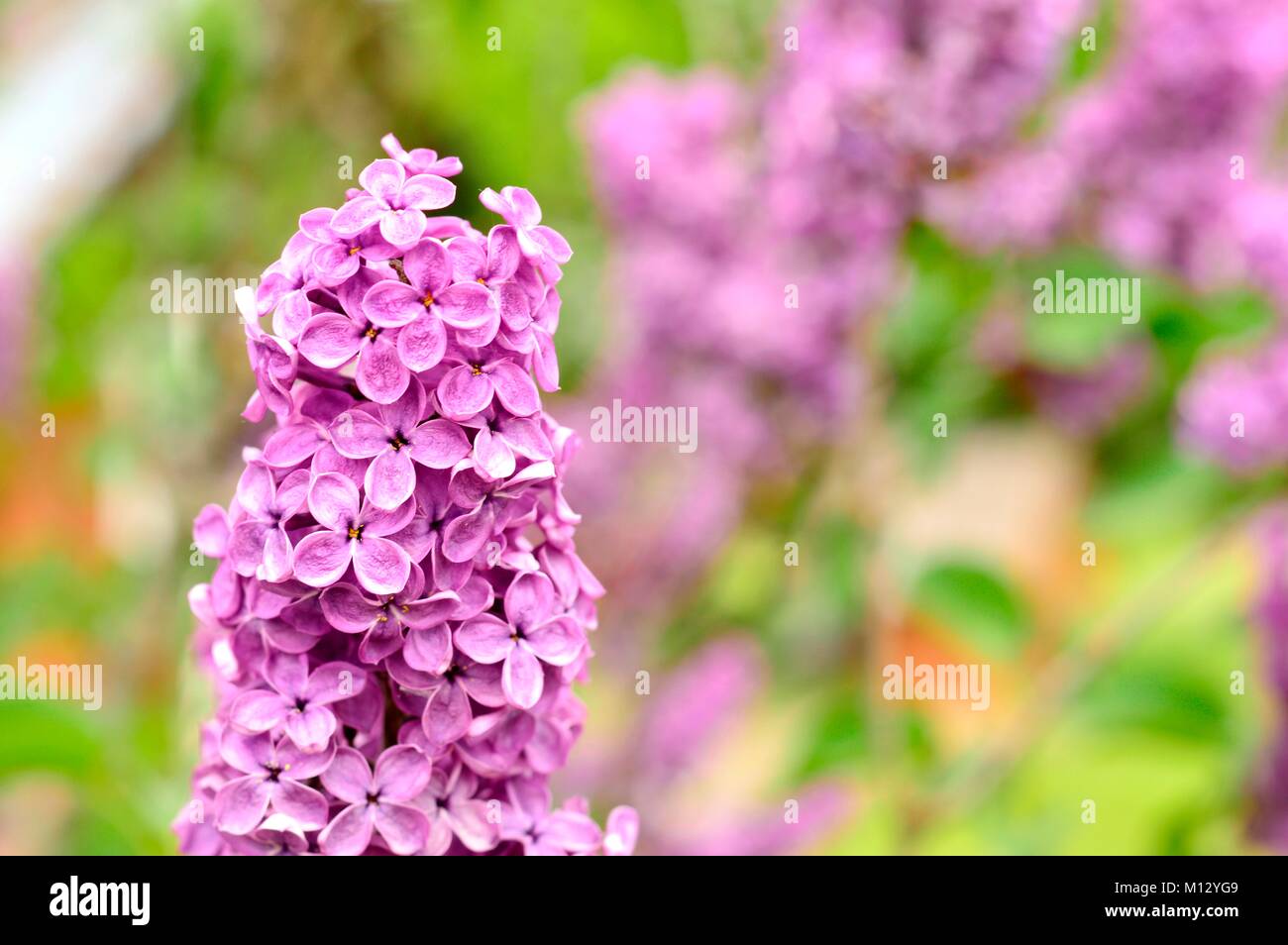 A blooming lilac bush Stock Photo Alamy