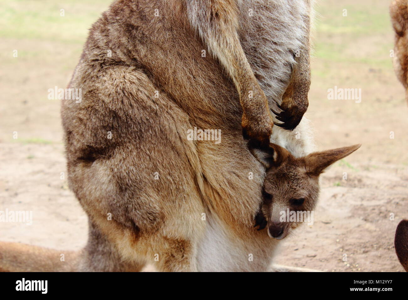 Baby kangaroo pouch hires stock photography and images Alamy