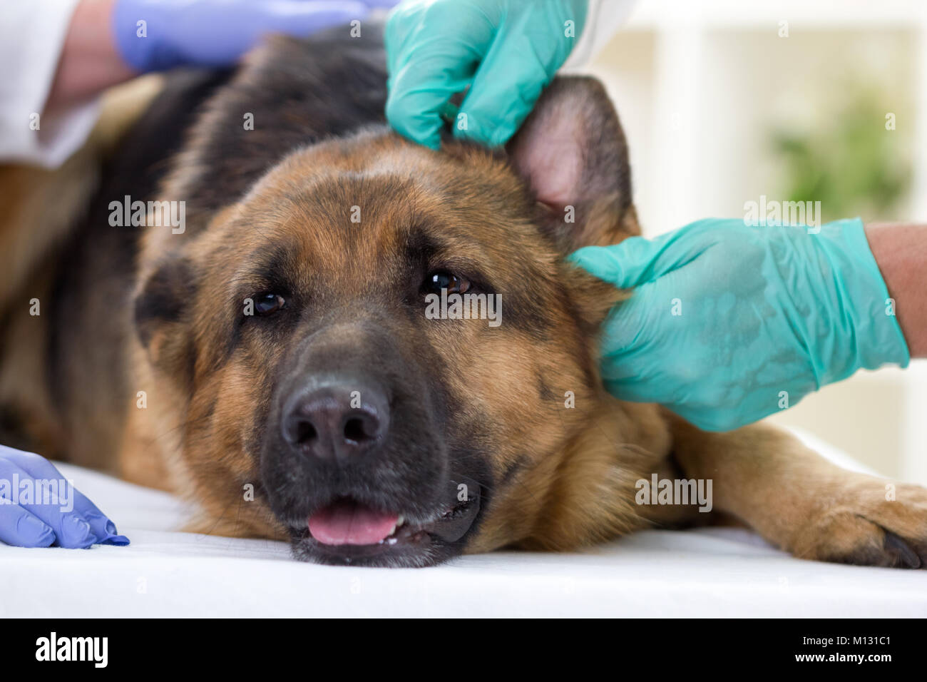 vet checks the health of a dog Stock Photo Alamy