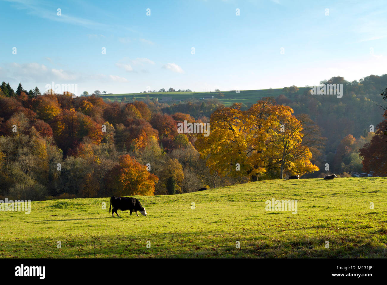 Cattle in the fields above a golden autumn woodland valley near