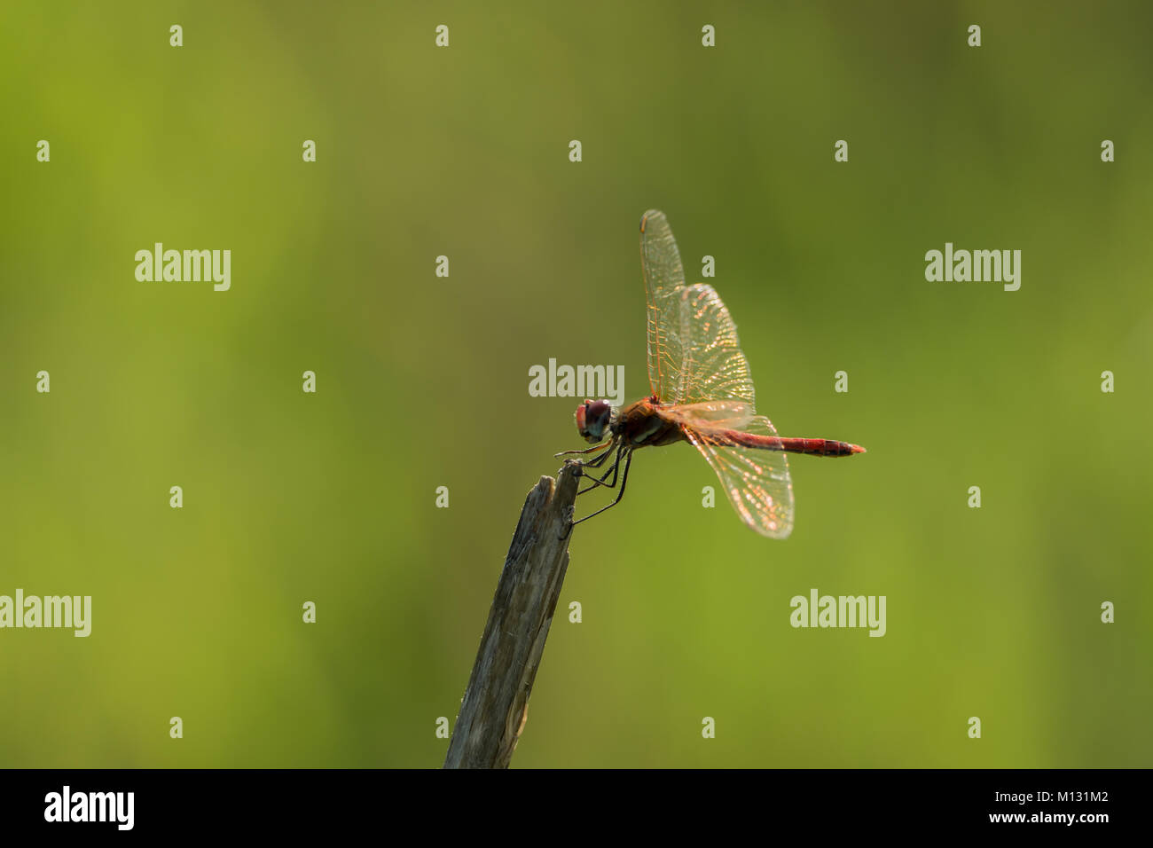 Dragonfly in the wild on a branch Stock Photo - Alamy
