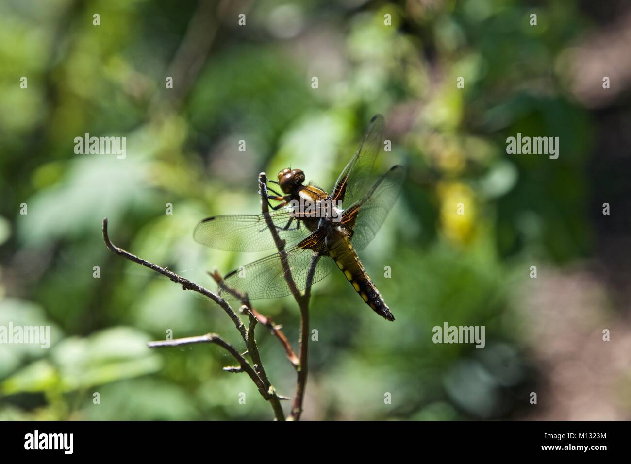 Dragonfly on a stick in a garden Stock Photo
