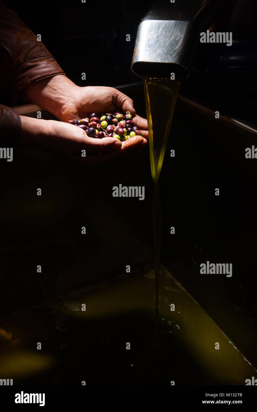 Hands with olives and olive oil pouring from a pipe Stock Photo