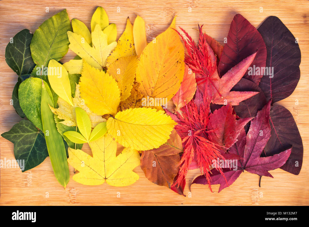 Rainbow of colorful autumnal leaves Stock Photo