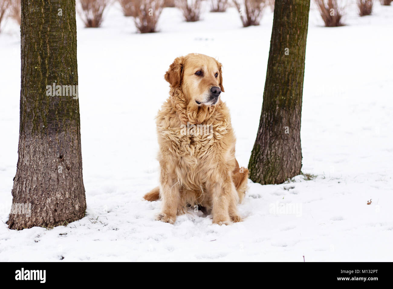 old golden retriever dog winter portrait with snow Stock Photo - Alamy