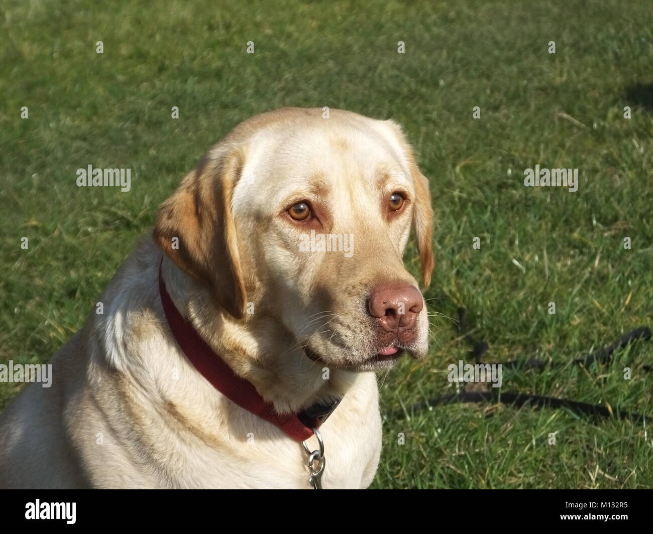 Beautiful Yellow Labrador waiting and catching a tennis ball set of action shots Stock Photo