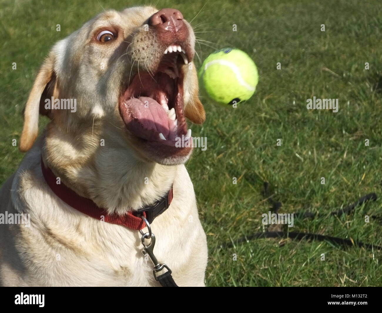 Beautiful Yellow Labrador waiting and catching a tennis ball set of action shots Stock Photo