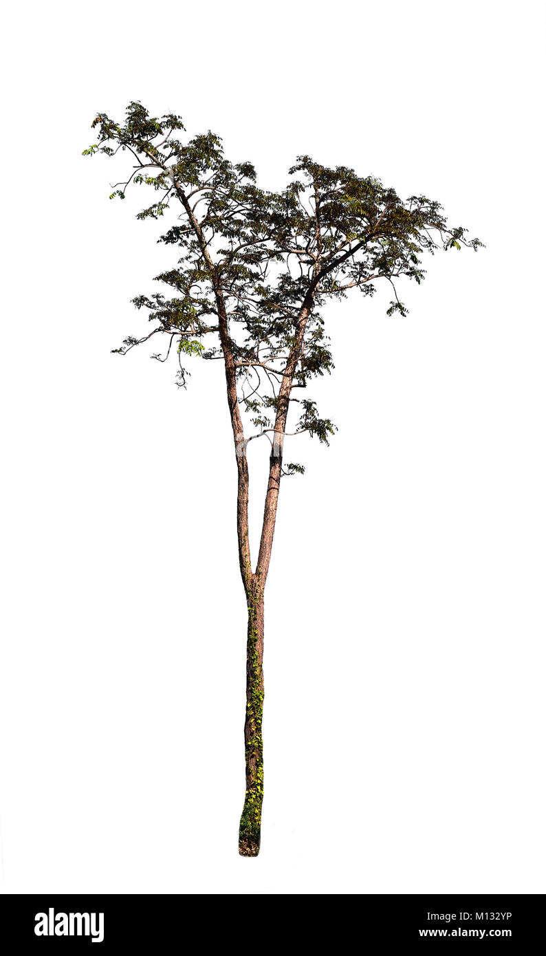 Indian Trumpet tree growing up in the rice field isolated on white background Stock Photo Alamy