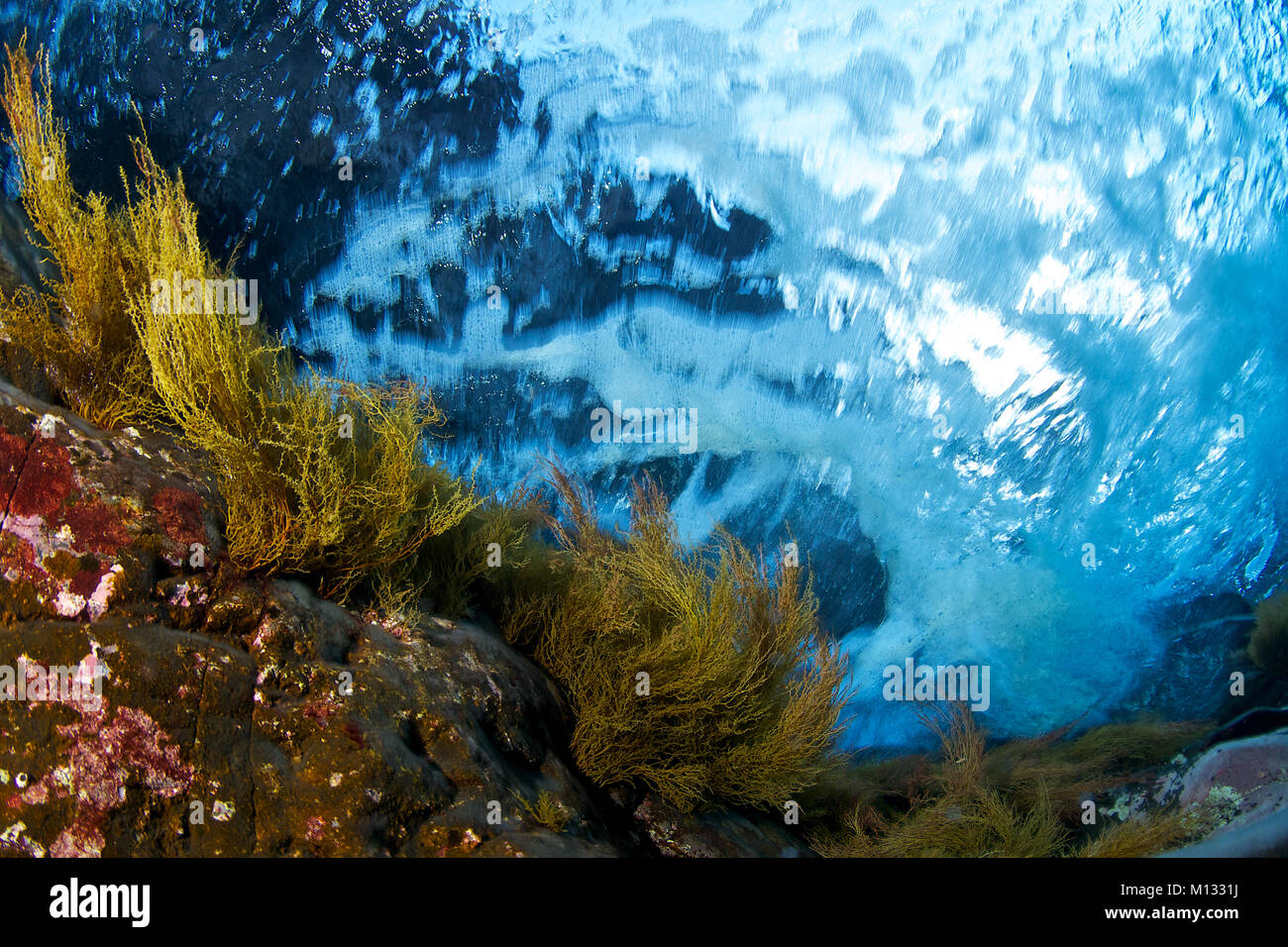 Underwater view of Cystoseira abies-marina brown algae near surface (Mar de las Calmas Marine Reserve, El Hierro, Canary Islands,Atlantic ocean,Spain) Stock Photo