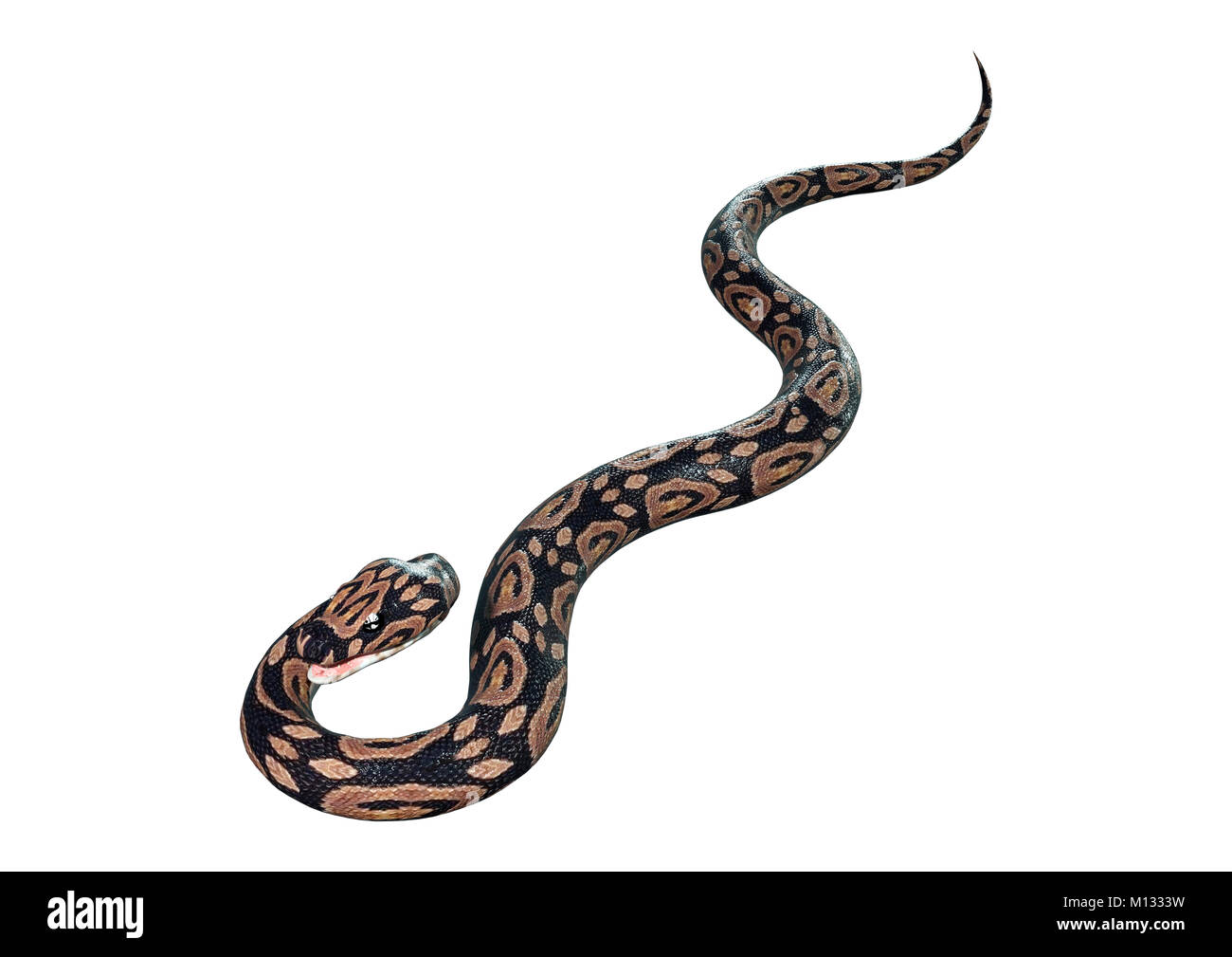 3D rendering of a ball python snake isolated on white background Stock ...