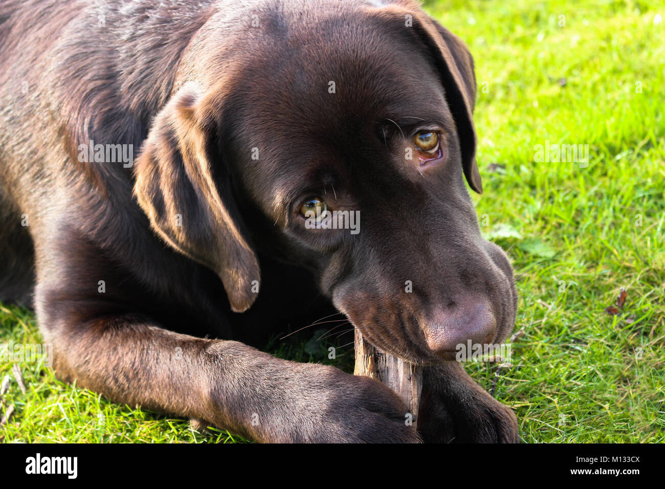 Brown Labrador - Close-up shot of a Chocolate Labrador's face as she chews a piece of bark on a grassy field with hazel puppy-dog eyes Stock Photo