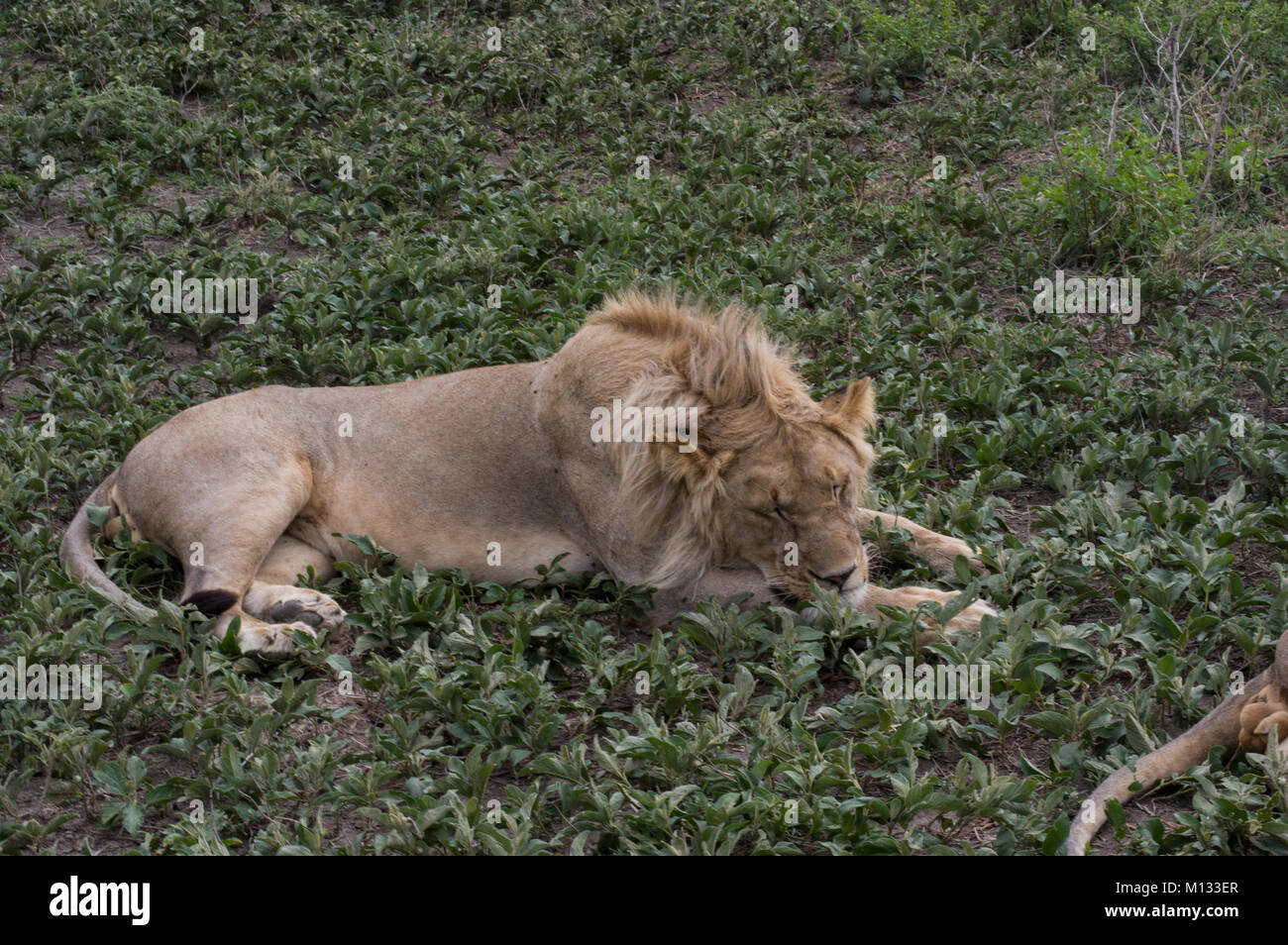 Male lion, King of the jungle, sleeping peacefully in the Serengetti in Tanzania on a lush green bed with furry paws and mane Stock Photo