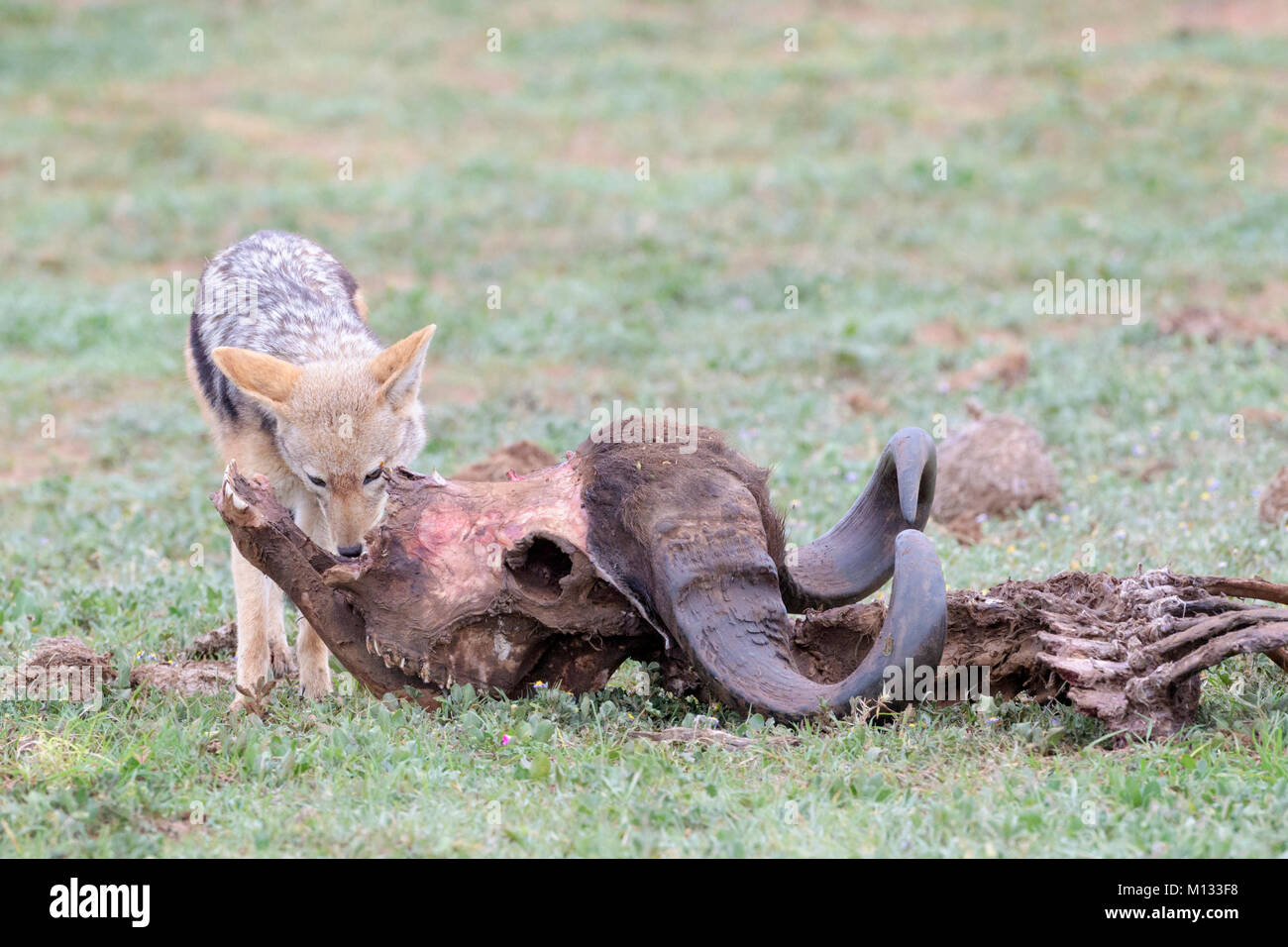 Black-backed Jackal (Canis mesomelas) at the carcass of a Cape Buffalo (Syncerus caffer caffer), Addo Elephant National Park, Eastern Cape Province, S Stock Photo
