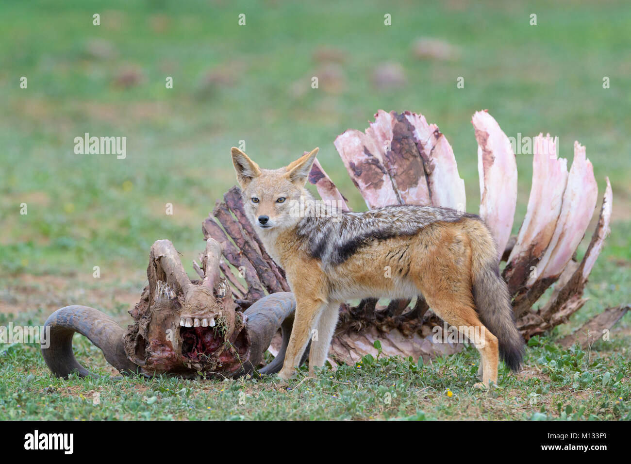 Black-backed Jackal (Canis mesomelas) at the carcass of a Cape Buffalo (Syncerus caffer caffer), Addo Elephant National Park, Eastern Cape Province, S Stock Photo