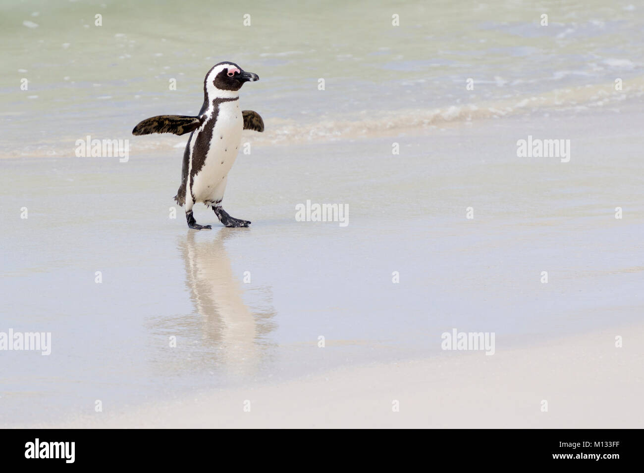African penguin, jackass penguin, black-footed penguin (Spheniscus demersus), walking on beach, Boulder beach, South Africa Stock Photo
