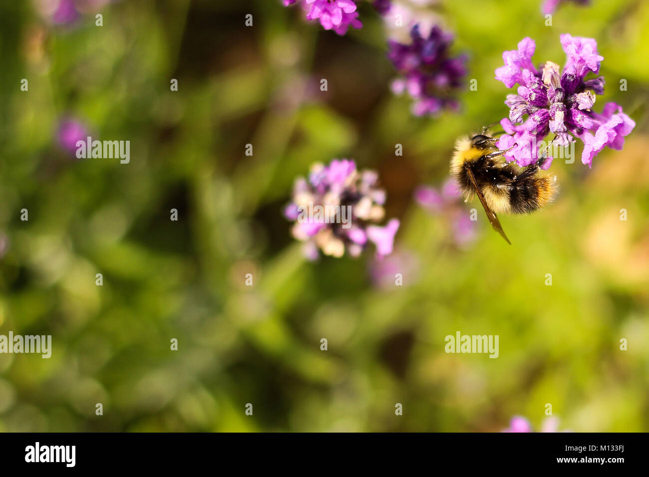 Bee pollinating lavender plant Extreme closeup shot of a bee
