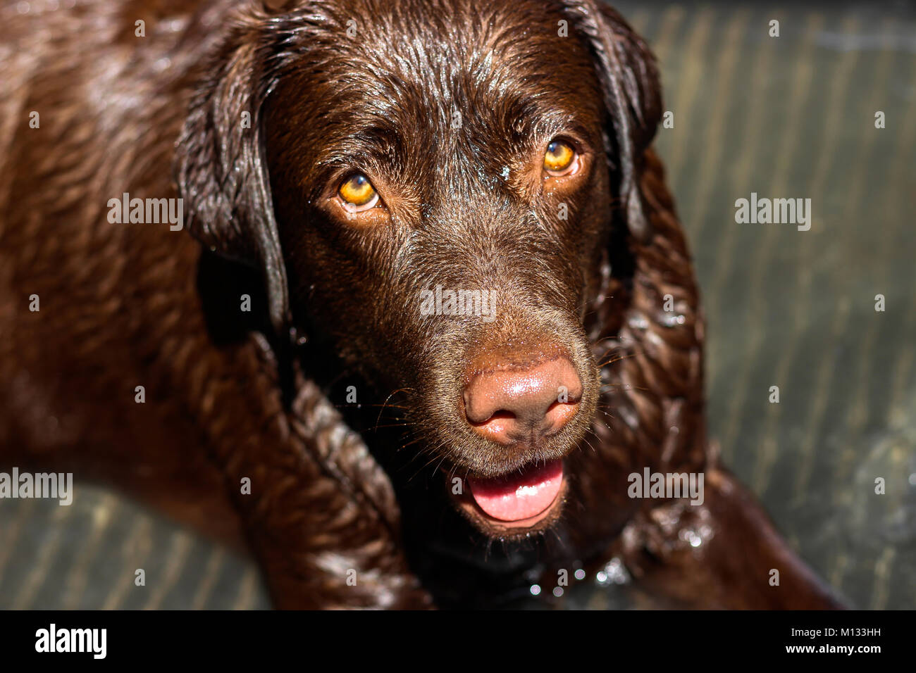 Wet Dog - Brown Labrador panting on a hot day in a pool of water. Her fur is all wet and the sun is shining down on her Stock Photo