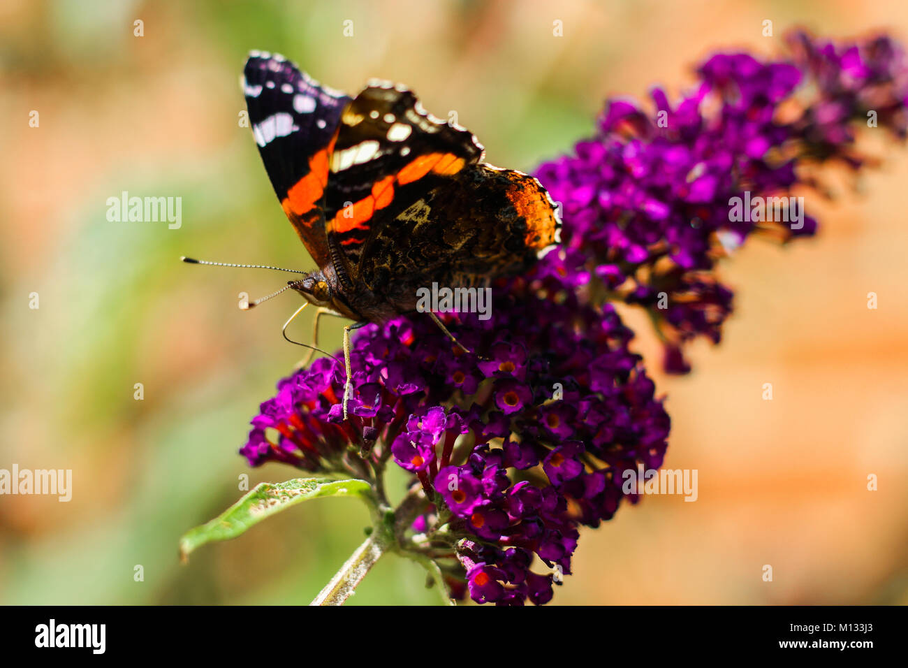 Close-up of Tortoiseshell Butterfly collecting nectar on Butterfly Bush - Common UK Butterfly collecting nectar from a purple Buddleia Davidii flower Stock Photo
