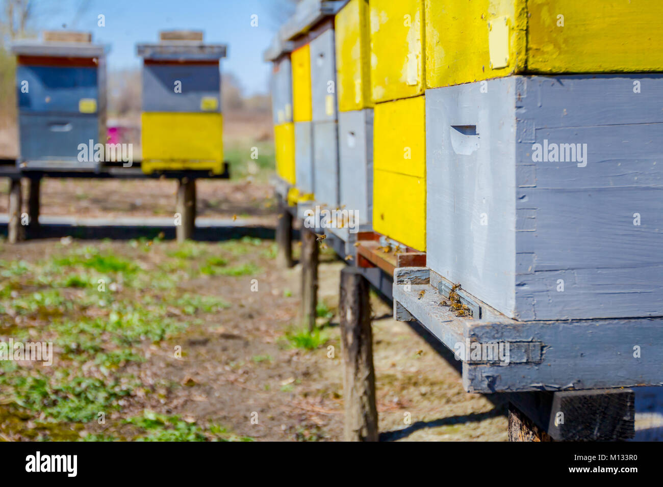 Wooden colorful beehives in a row are placed on wooden construction lifted off the ground Stock