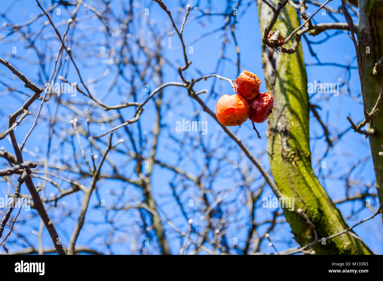 Dry apple, quince rotten fruit on the tree in orchard, organic food