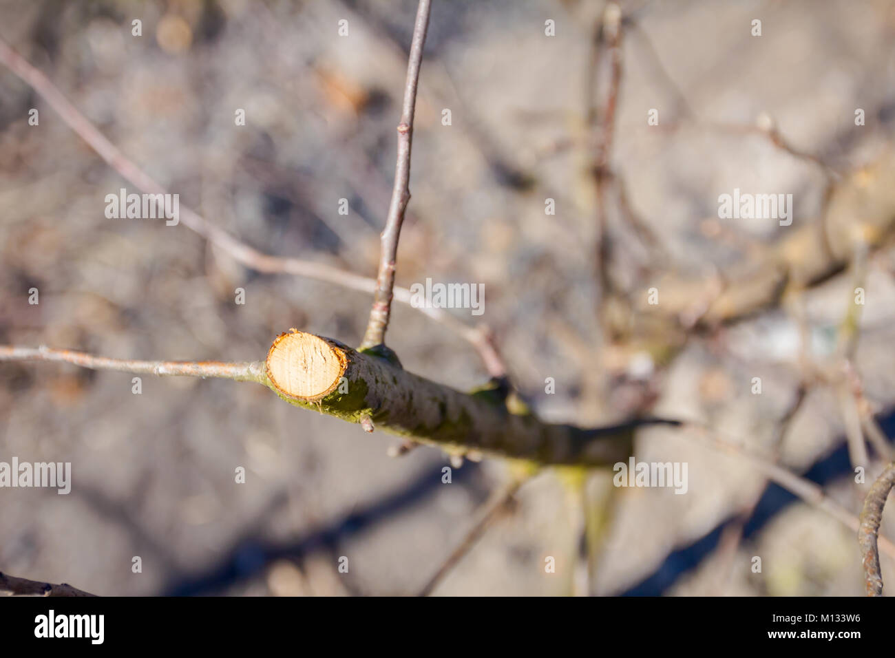 Farmer has pruned branches of trees in orchard using loppers at early spring. Stock Photo