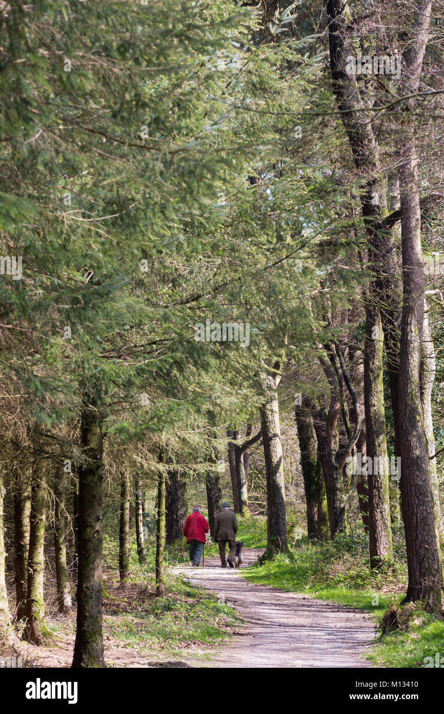 Elderly couple walking dog in the woods Stock Photo - Alamy