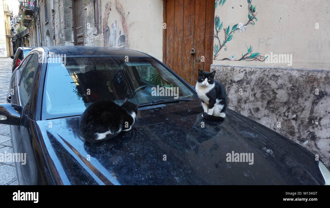Palermo, Sicily, Italy, cats on a car engine hood Stock Photo
