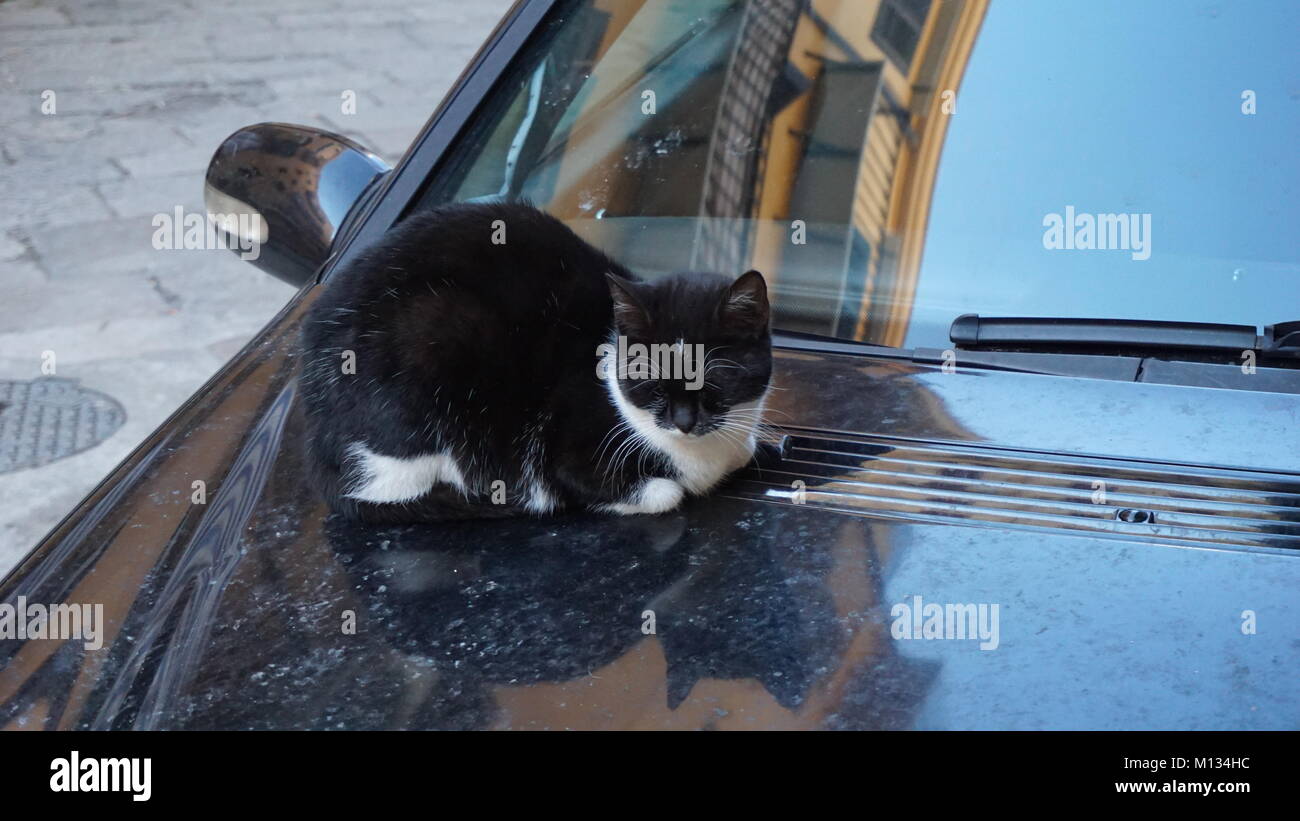 Palermo, Sicily, Italy, cats on a car engine hood Stock Photo
