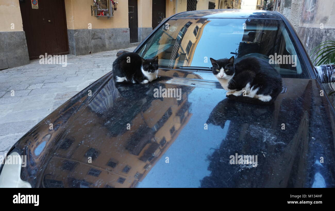 Palermo, Sicily, Italy, cats on a car engine hood Stock Photo