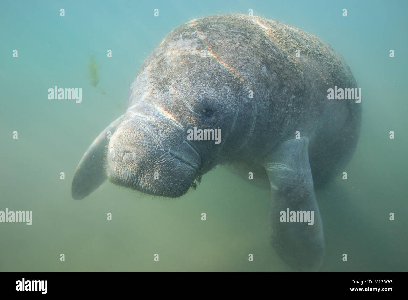 Adorable manatee underwater portrait Stock Photo - Alamy