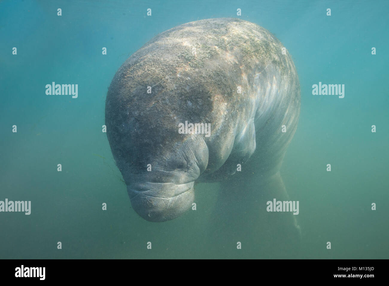 Adorable manatee underwater portrait Stock Photo - Alamy
