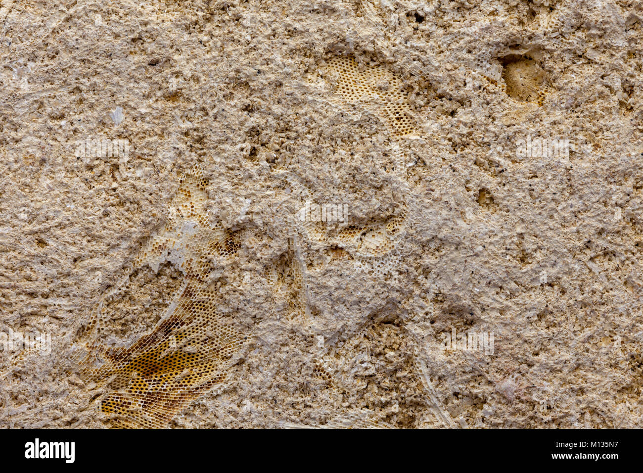 Detail of marine bryozoan fossils containing multiple specimins Stock Photo