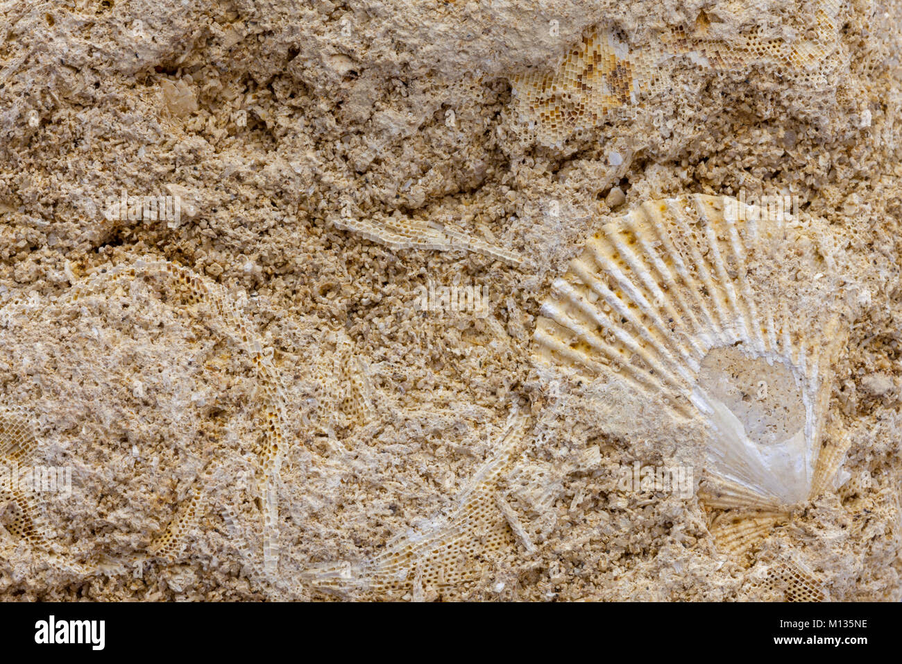 Detail of marine bryozoan fossils containing multiple specimins Stock Photo