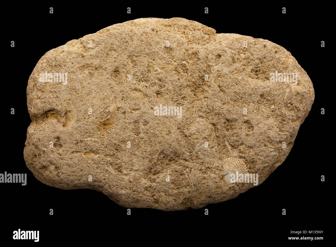 Detail of marine bryozoan fossils containing multiple specimens Stock Photo