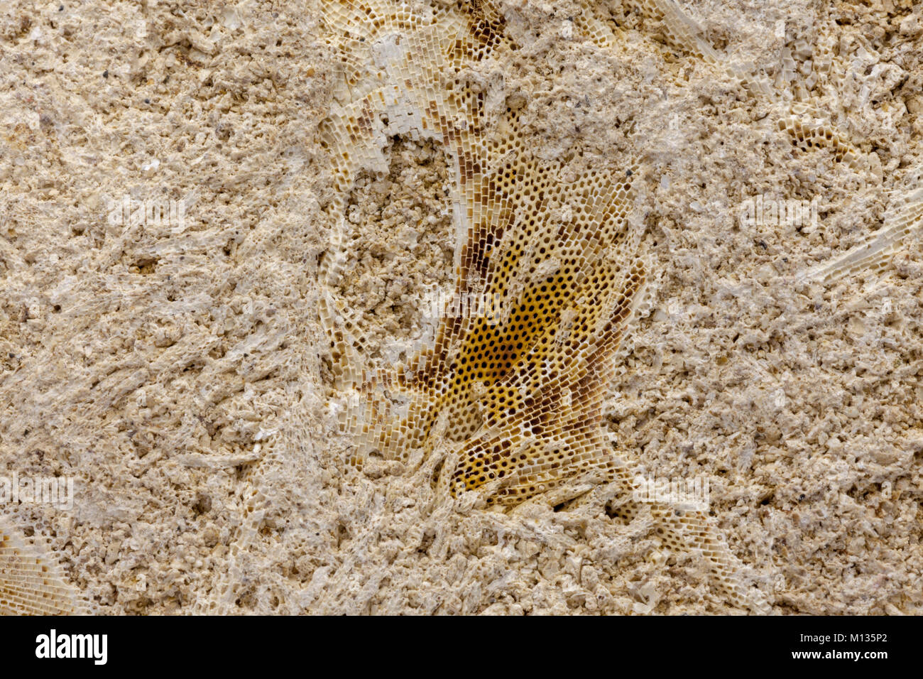 Detail of marine bryozoan fossils containing multiple specimins Stock Photo