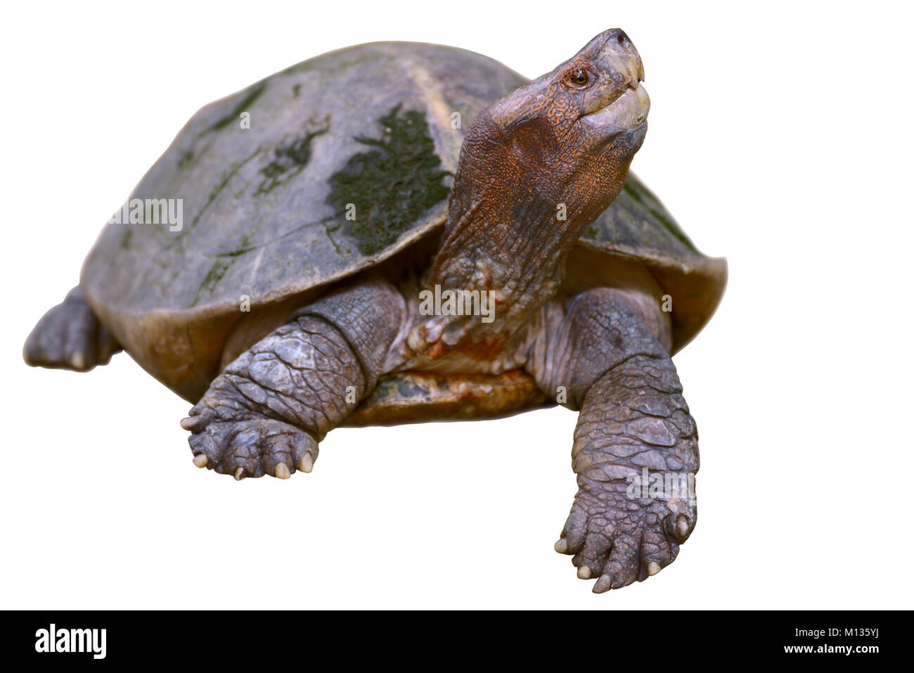 Giant asian pond turtle isolated on white Stock Photo