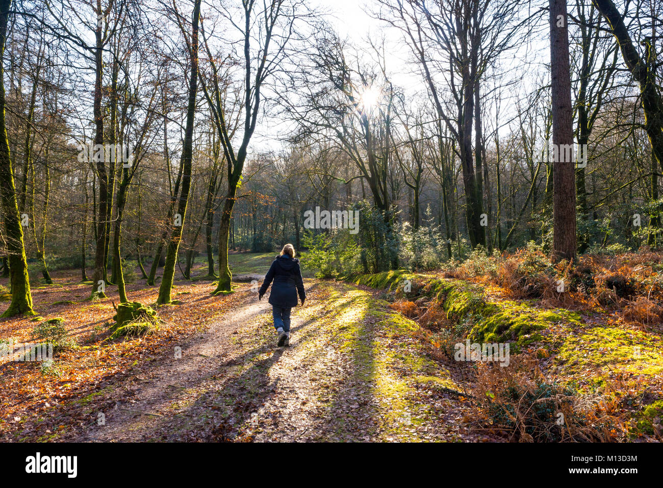 Woman walking along a muddy track with books on through trees,  Hampshire in winter. Stock Photo