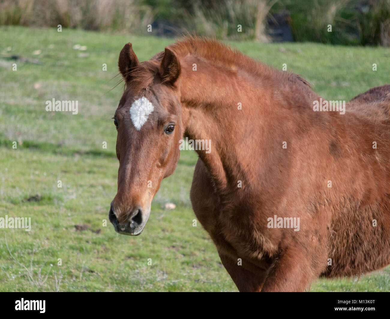 portrait of beautiful old saddlebred horse in pasture Stock Photo