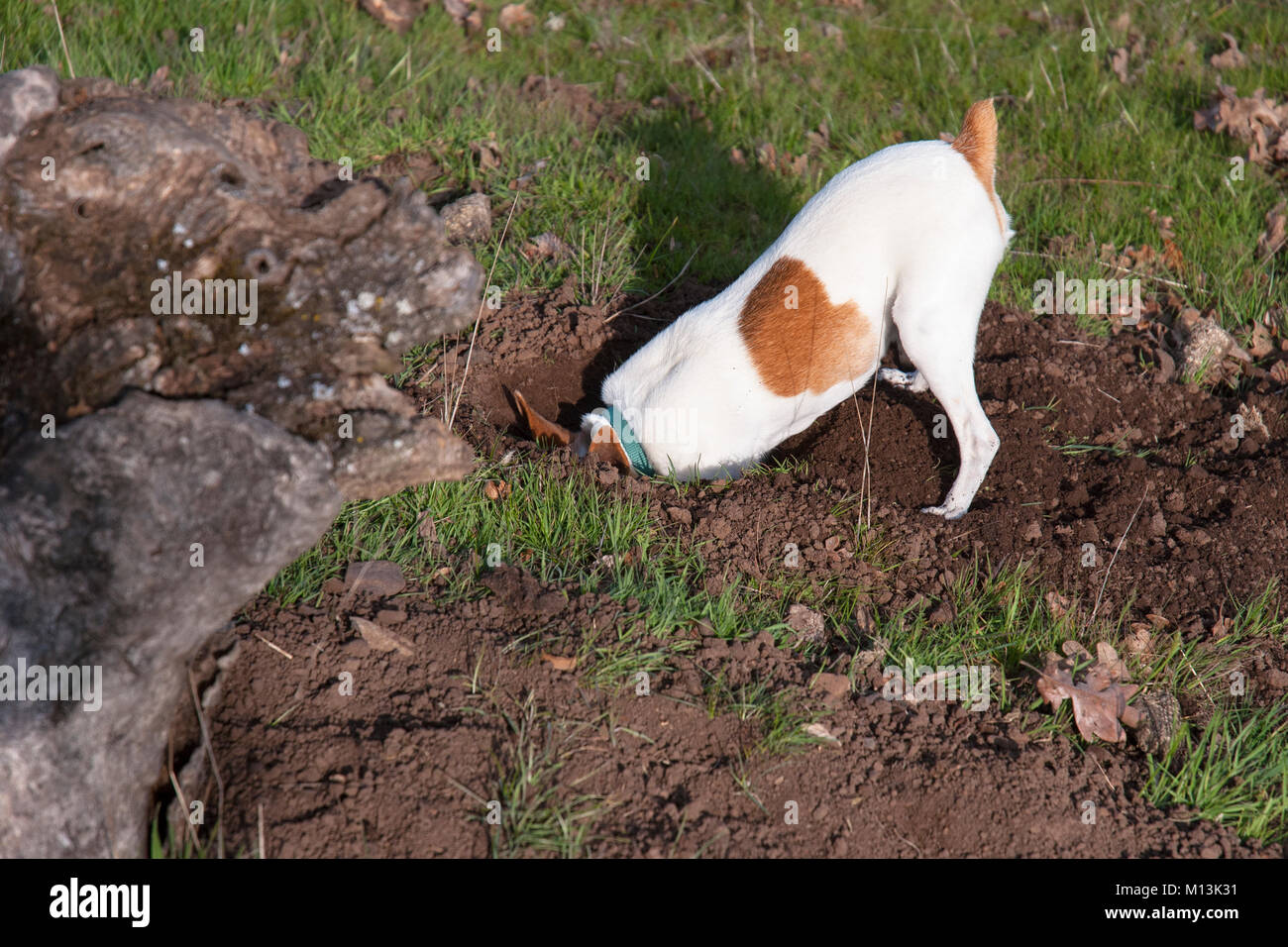 toy terrier digging for gophers in the woods Stock Photo