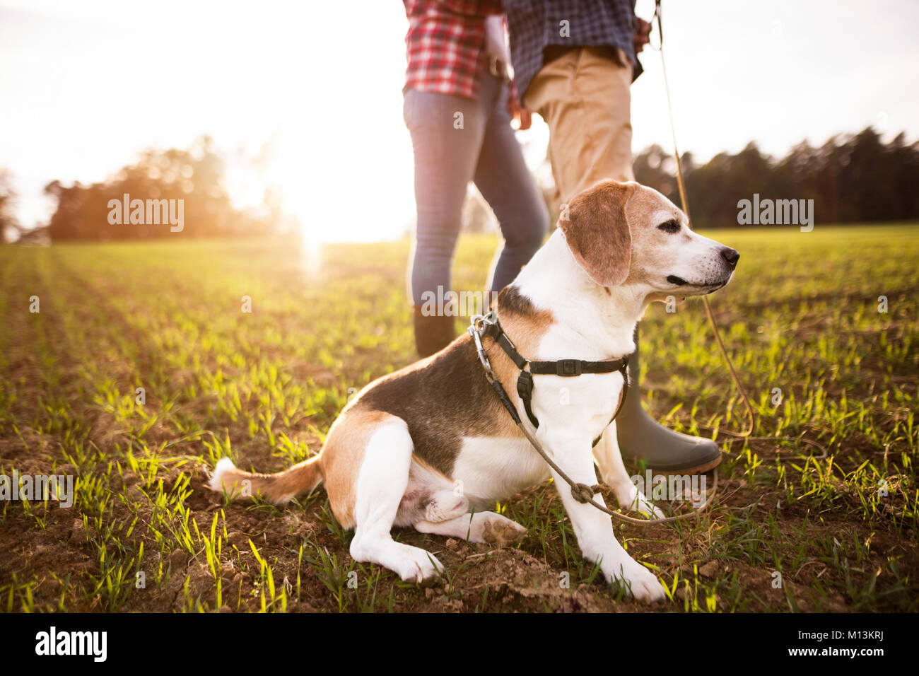 Senior couple with dog on a walk in an autumn nature Stock Photo - Alamy