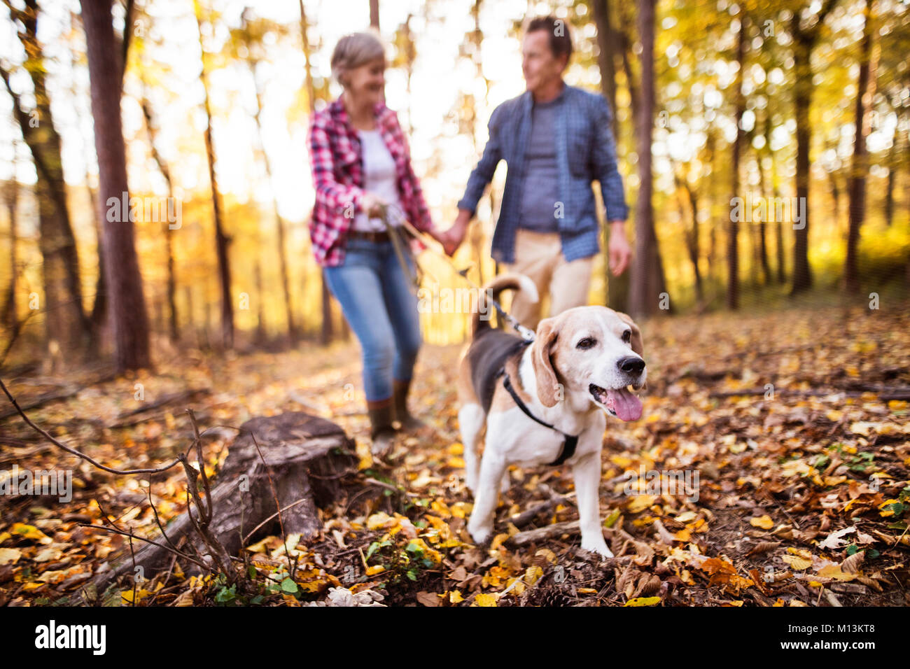 Senior couple with dog on a walk in an autumn forest Stock Photo - Alamy