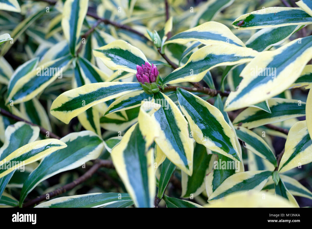 Pink-purple buds and yellow-green variegated leaves of Daphne odora Maejima in January Stock Photo