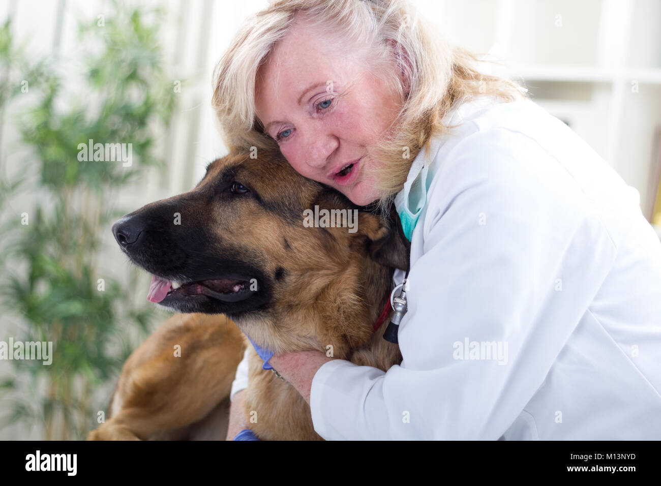 senior veterinarian hugging and calms the dog Stock Photo Alamy