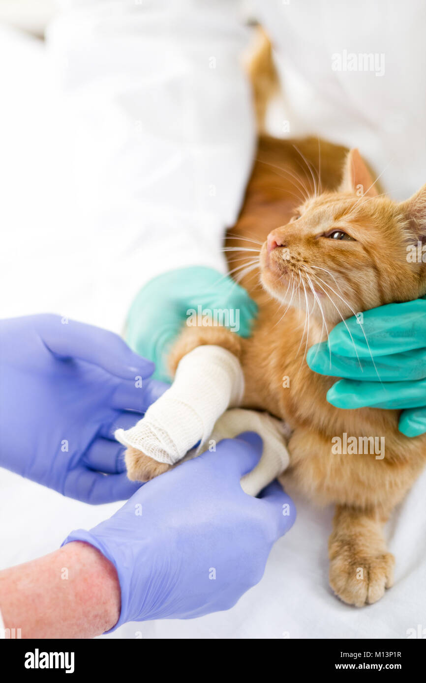 Cat broken leg hires stock photography and images Alamy