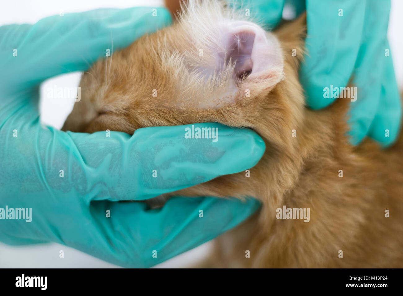 A cat having a check-up in his ear by a veterinarian Stock Photo - Alamy