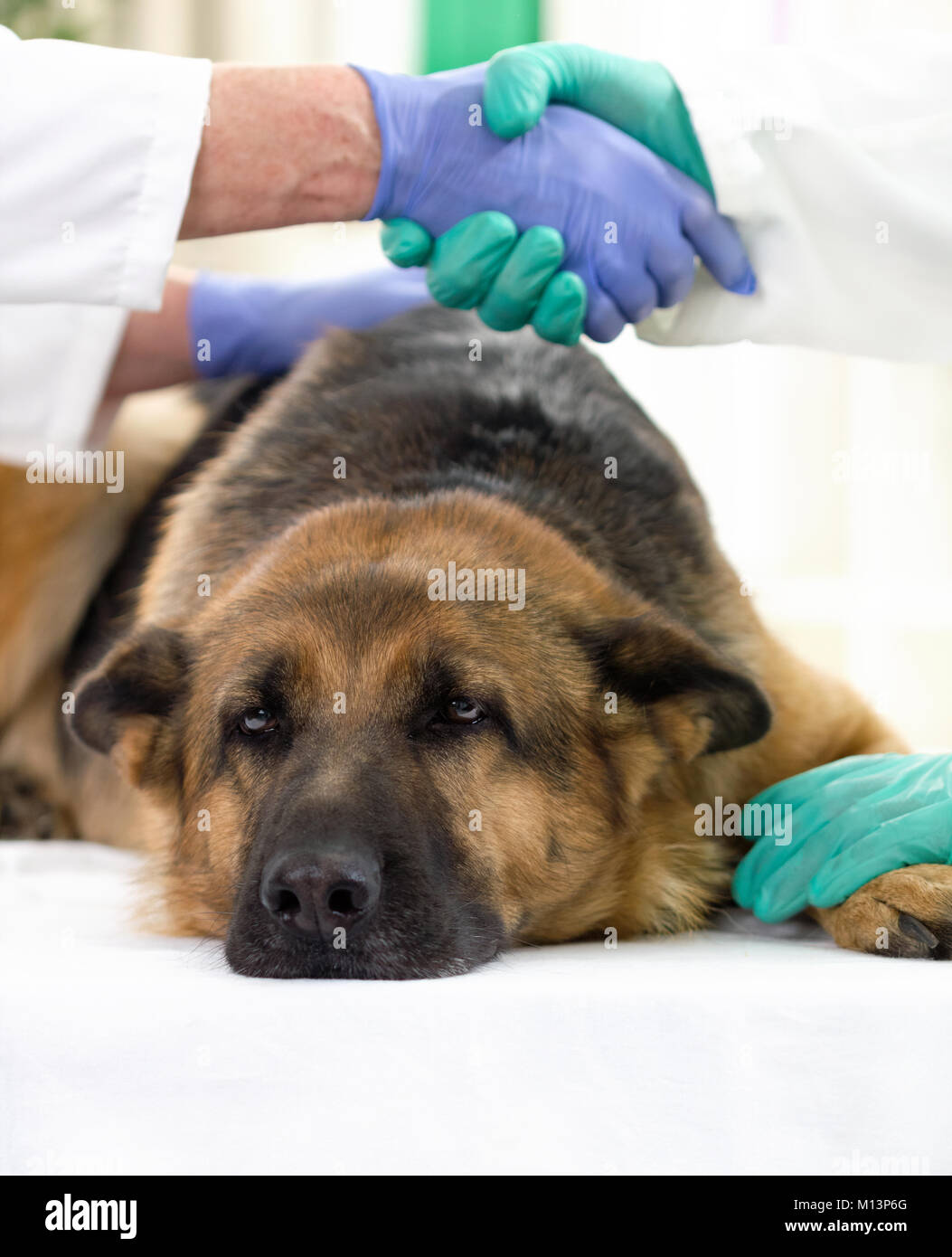 sick German shepherd dog to a vet, vets shake hands after a successful examination Stock Photo
